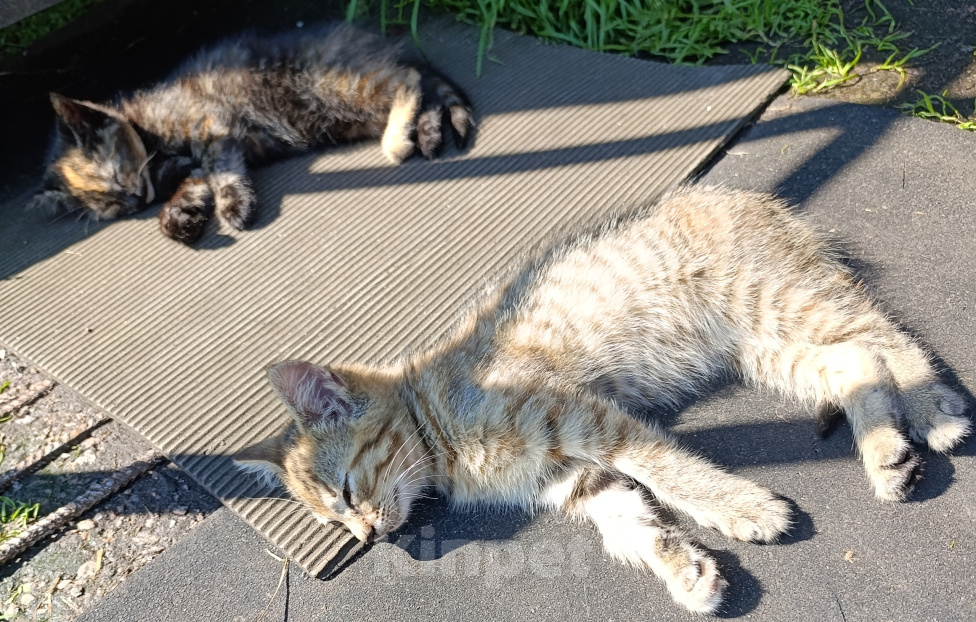 Кошки в других городах Ленинградской области: Котята в хорошие руки Разнополые, Бесплатно - фото 4