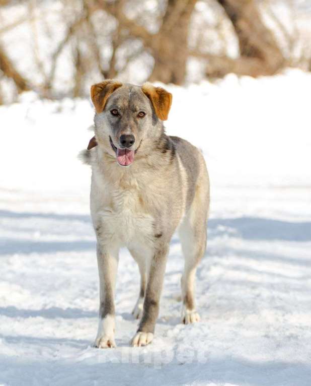 Собаки в Раменском: Встречайте Макса Мальчик, Бесплатно - фото 6