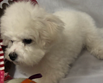 Собаки в Уфе: Бишон фризе щенок Мальчик, 80 000 руб. - фото 5