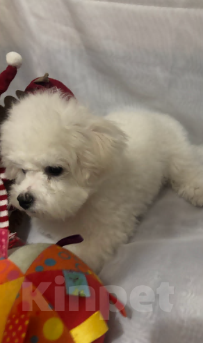 Собаки в Уфе: Бишон фризе щенок Мальчик, 80 000 руб. - фото 5