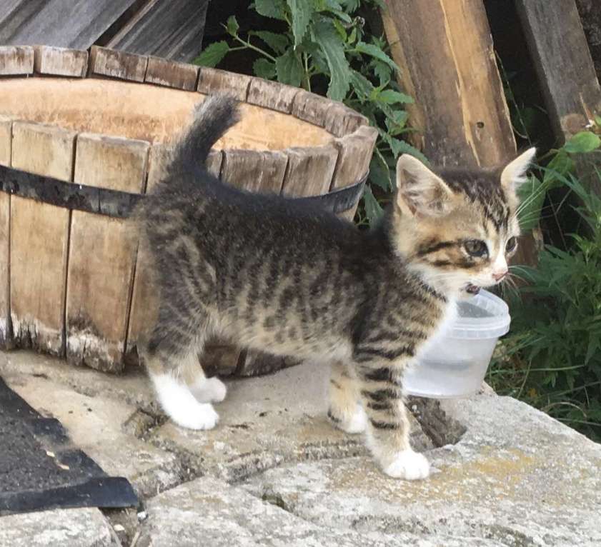 Кошки в Подольске: Отдам котят в добрые руки Мальчик, Бесплатно - фото 1