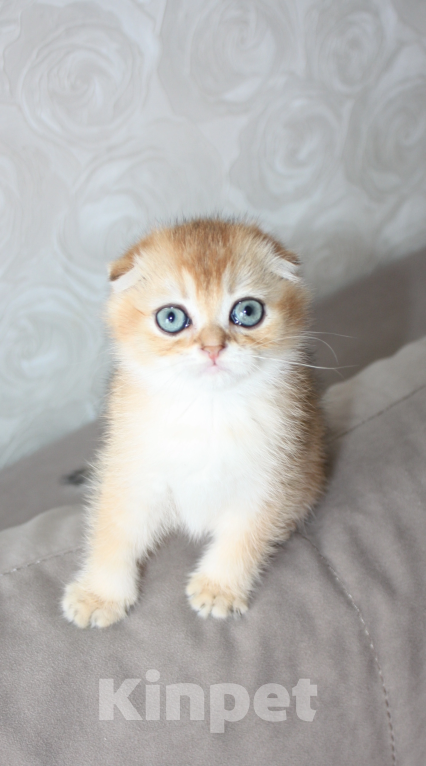 Кошки в Чебоксарах: Шотландский вислоухий котик Мальчик, 15 000 руб. - фото 1
