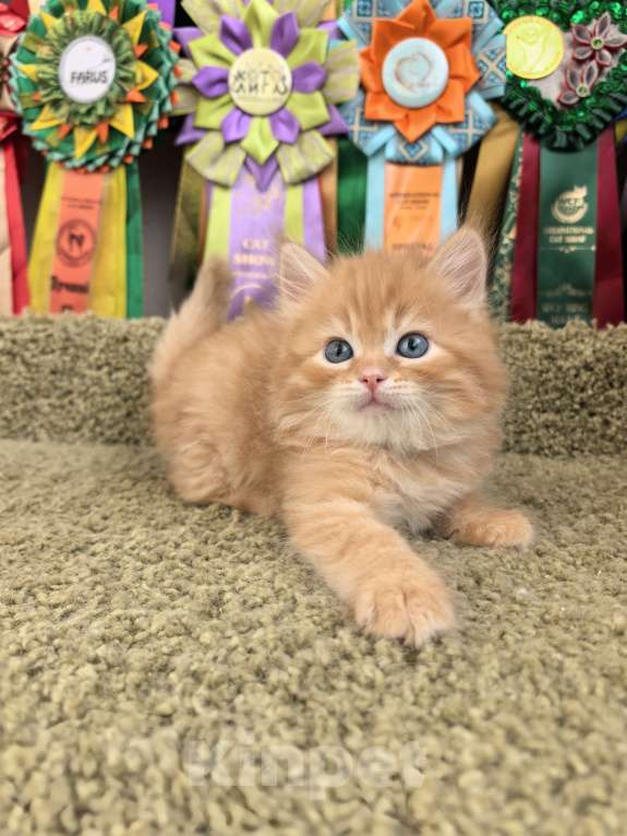 Кошки в Тюмени: Сибирские котята Девочка, 70 000 руб. - фото 3