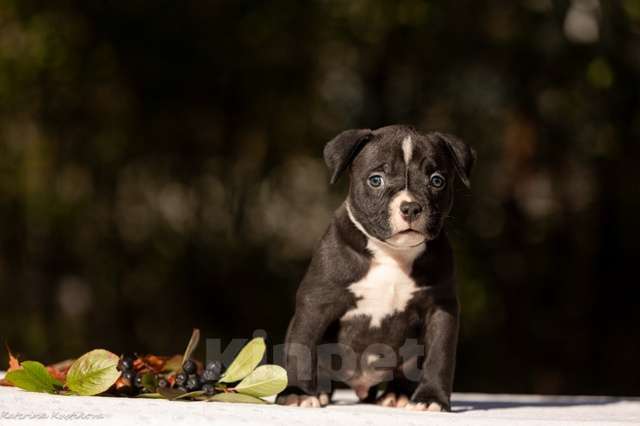 Собаки в других городах Московской области: Мальчик булли черный Мальчик, 130 000 руб. - фото 1