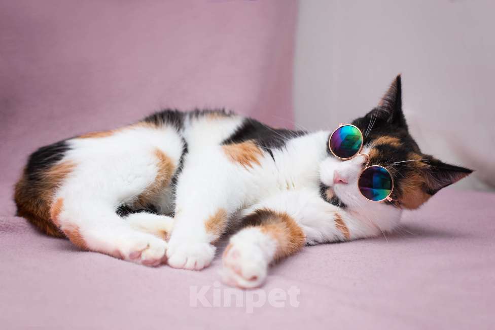 Кошки в Москве: Кошка Шпунька в добрые руки Девочка, Бесплатно - фото 1