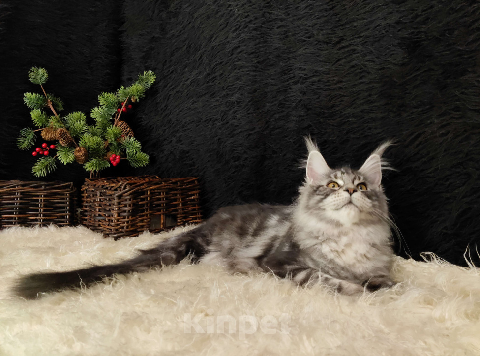 Кошки в Казани: Кошечка Алиса Девочка, Бесплатно - фото 4