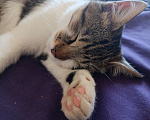 Кошки в Севастополе: Котёнка в добрые руки  Мальчик, Бесплатно - фото 2