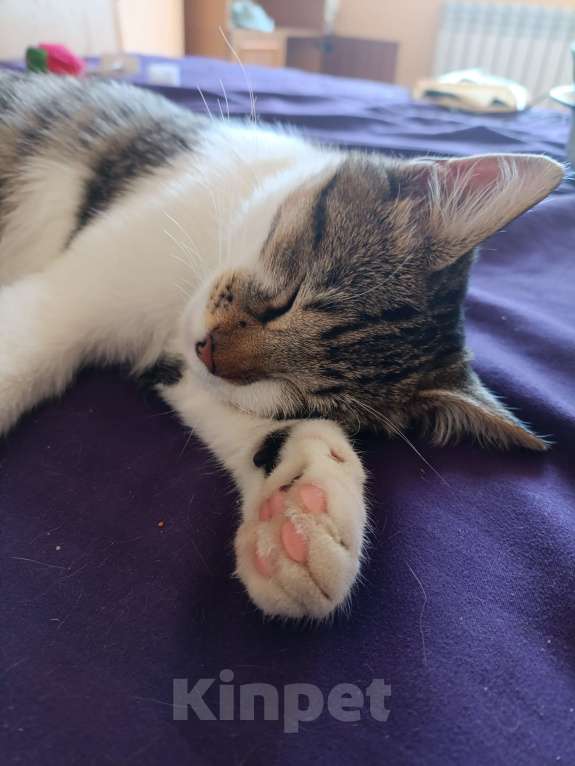 Кошки в Севастополе: Котёнка в добрые руки  Мальчик, Бесплатно - фото 2