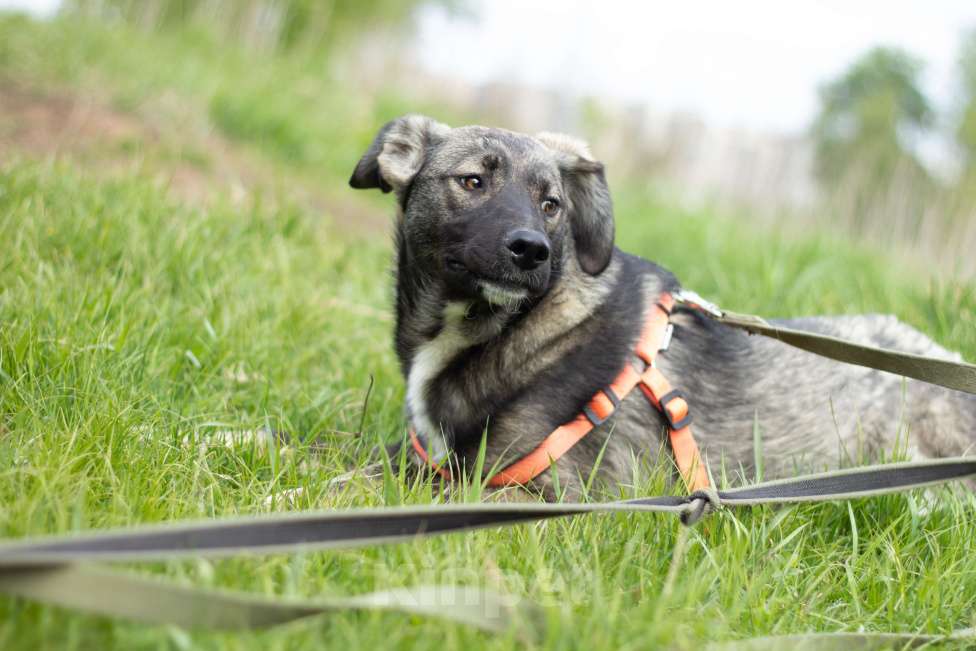 Собаки в Москве: Степа Мальчик, Бесплатно - фото 5