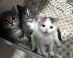 Кошки в Екатеринбурге: Маленькие непоседы ищут дом!🏠 🐱 Девочка, Бесплатно - фото 3