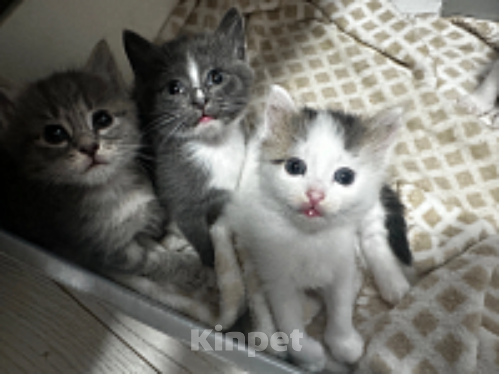 Кошки в Екатеринбурге: Маленькие непоседы ищут дом!🏠 🐱 Девочка, Бесплатно - фото 3