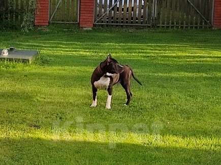 Собаки в Москве: Вязка Американский стаффордширский терьер Мальчик, 1 000 руб. - фото 7