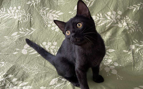 Очаровательная Ночка ищет семью