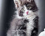 Кошки в Москве: Котёнок мейн-кун Veyron Velvet Fang — ручной красавец с кисточками Мальчик, 80 000 руб. - фото 4