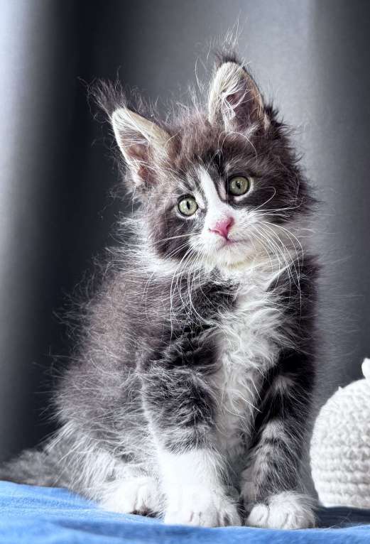 Кошки в Москве: Котёнок мейн-кун Veyron Velvet Fang — ручной красавец с кисточками Мальчик, 80 000 руб. - фото 4
