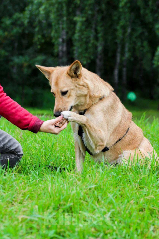 Собаки в Москве: Сладкая девчонка  Девочка, Бесплатно - фото 8