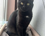 Кошки в Санкт-Петербурге: Черный котенок (девочка) в добрые руки Девочка, Бесплатно - фото 5