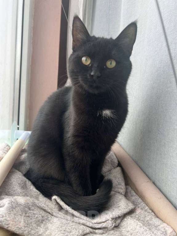 Кошки в Санкт-Петербурге: Черный котенок (девочка) в добрые руки Девочка, Бесплатно - фото 5