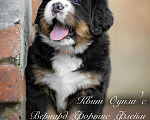 Собаки в Калининграде: Щенки бернского зенненхунд Мальчик, Бесплатно - фото 1