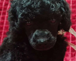 Собаки в Москве: Пудель миниатюрный черный мальчик Мальчик, 100 000 руб. - фото 1