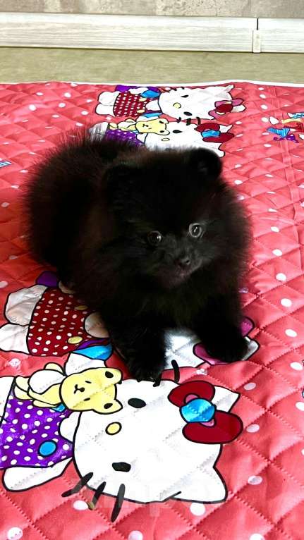 Собаки в Туле: Померанский шпиц девочка Девочка, 22 000 руб. - фото 2