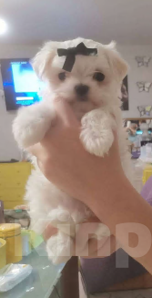 Собаки в Липецке: Мальтезе  Мальчик, 40 000 руб. - фото 9