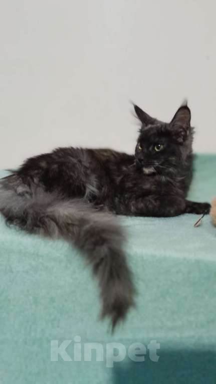 Кошки в Москве: Мейн-кун девочка Девочка, 30 000 руб. - фото 1