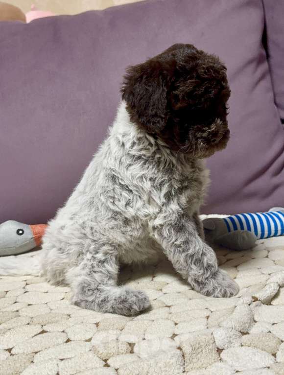 Собаки в Москве: Лаготто Романьоло щенки Разнополые, 180 000 руб. - фото 3