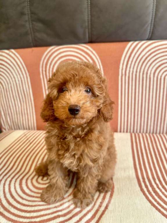 Собаки в Липецке: Продаются щенки карликового пулеля Мальчик, 35 000 руб. - фото 2