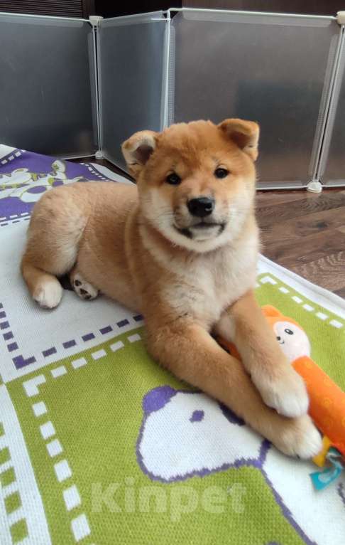 Собаки в Стерлитамаке: Щенок сиба-ину Девочка, 40 000 руб. - фото 5