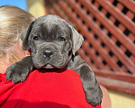 Собаки в Симферополе: Щенки Кане-корсо Мальчик, 50 000 руб. - фото 3