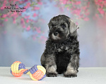 Собаки в Саратове: Цвергшнауцер перец с солью Мальчик, Бесплатно - фото 2