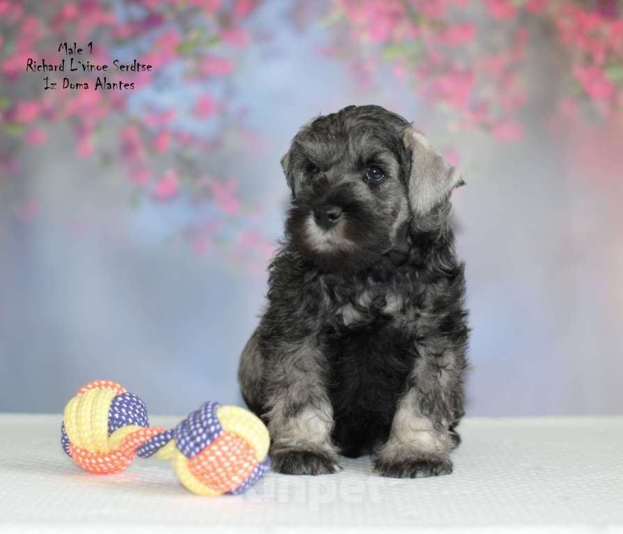 Собаки в Саратове: Цвергшнауцер перец с солью Мальчик, Бесплатно - фото 2