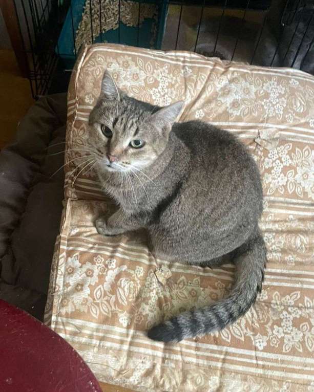 Кошки в Москве: Пухле грозит улица  Девочка, Бесплатно - фото 2