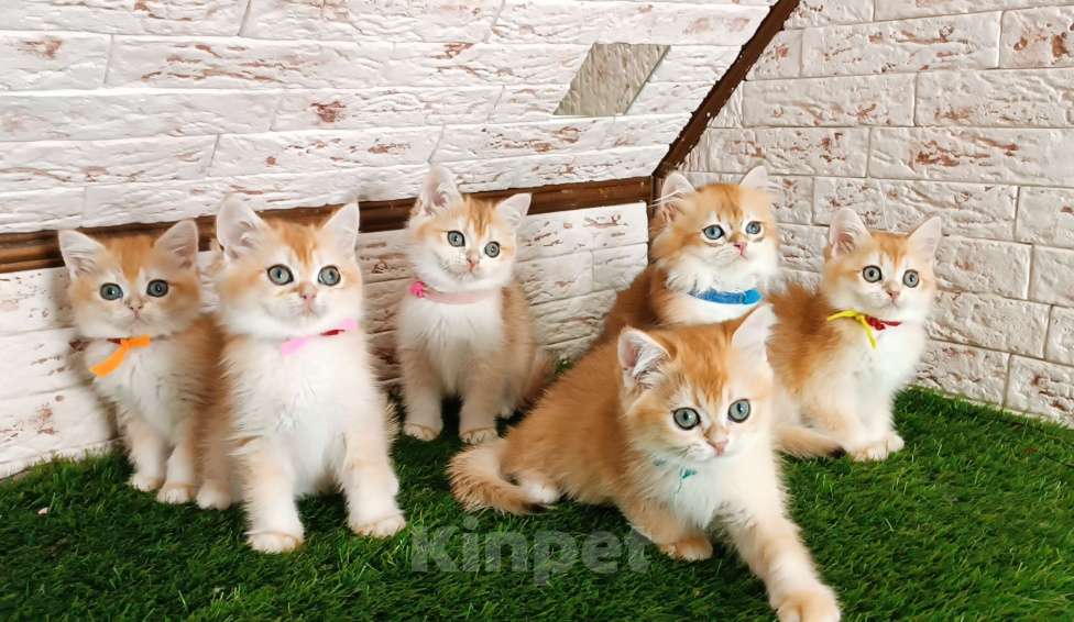 Кошки в Москве: Золотая шиншилла Девочка, 20 000 руб. - фото 3