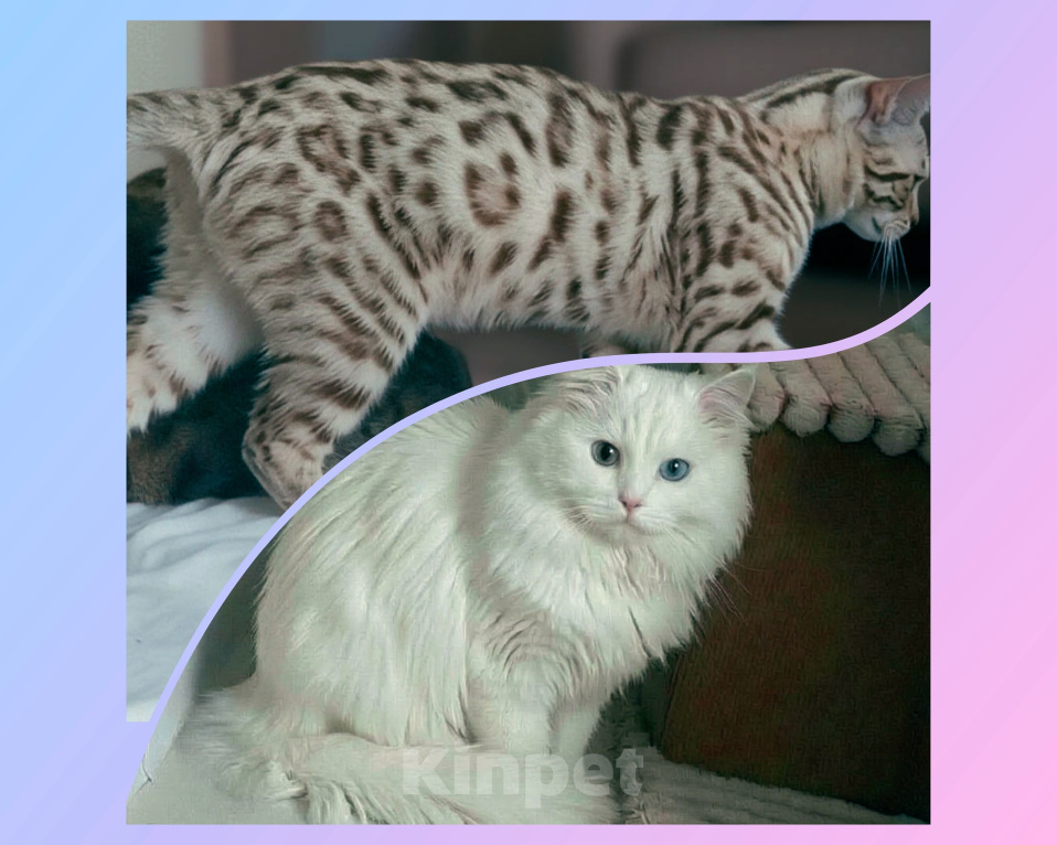 Кошки в Новосибирске: Снежный бенгоран. Бенгальские котята Разнополые, 10 000 руб. - фото 3