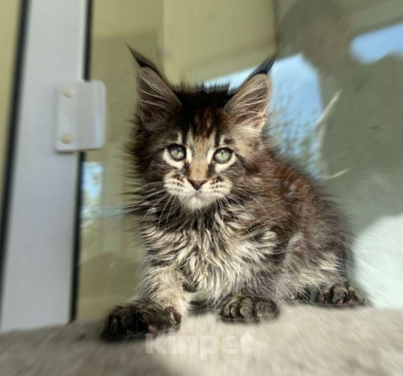 Кошки в Калуге: Котенок мейн-кун  Девочка, 30 000 руб. - фото 2