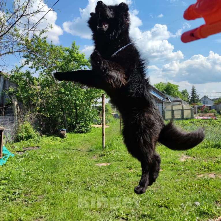 Собаки в Москве: Девочка немецкой овчарки чёрная Девочка, 25 000 руб. - фото 6