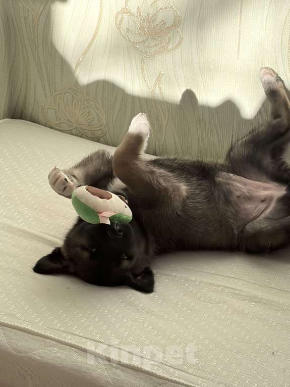 Собаки в Перми: американская акита, щенок Девочка, 5 000 руб. - фото 3