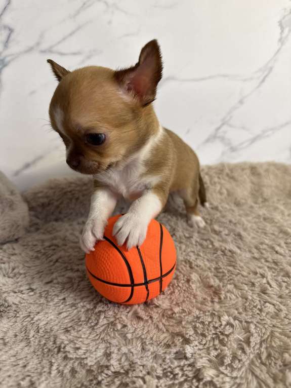 Собаки в Москве: Щенок Чихуахуа Мальчик, 65 000 руб. - фото 1