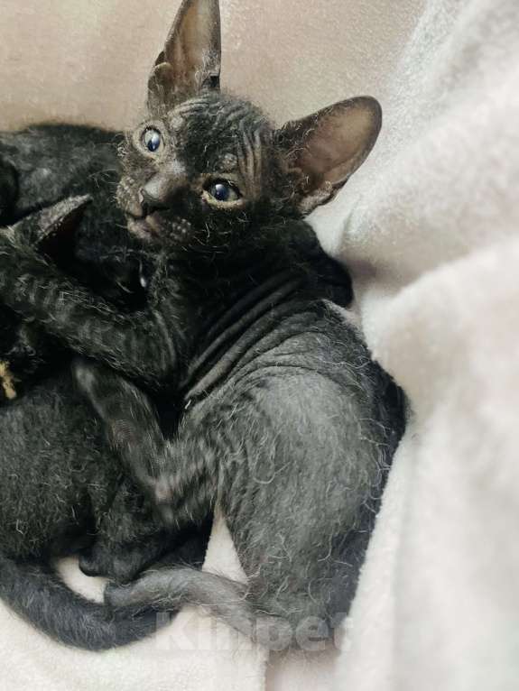 Кошки в Сочи: Продаются котята сфинкс Браш Девочка, 10 000 руб. - фото 6