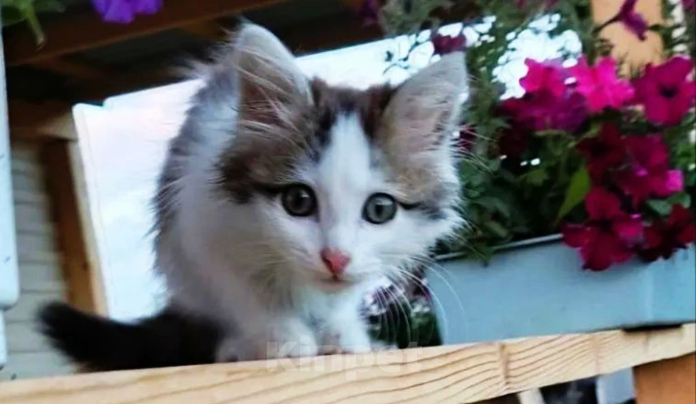 Кошки в Уфе: Котенок мальчик в добрые руки Мальчик, Бесплатно - фото 9