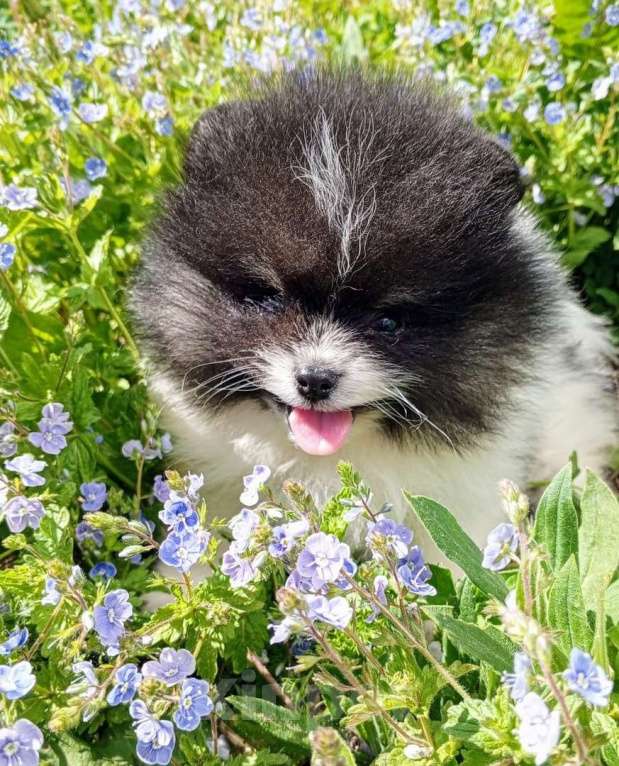 Собаки в Перми: Шпиц шенок мини Девочка, 30 000 руб. - фото 3