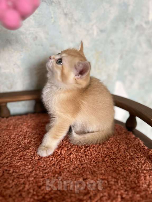 Кошки в Москве: Шотландская Золотая кошечка Шиншилла  Девочка, 35 000 руб. - фото 5