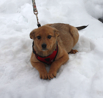 Щенулька  Лисёна ищет свою любимую семью
