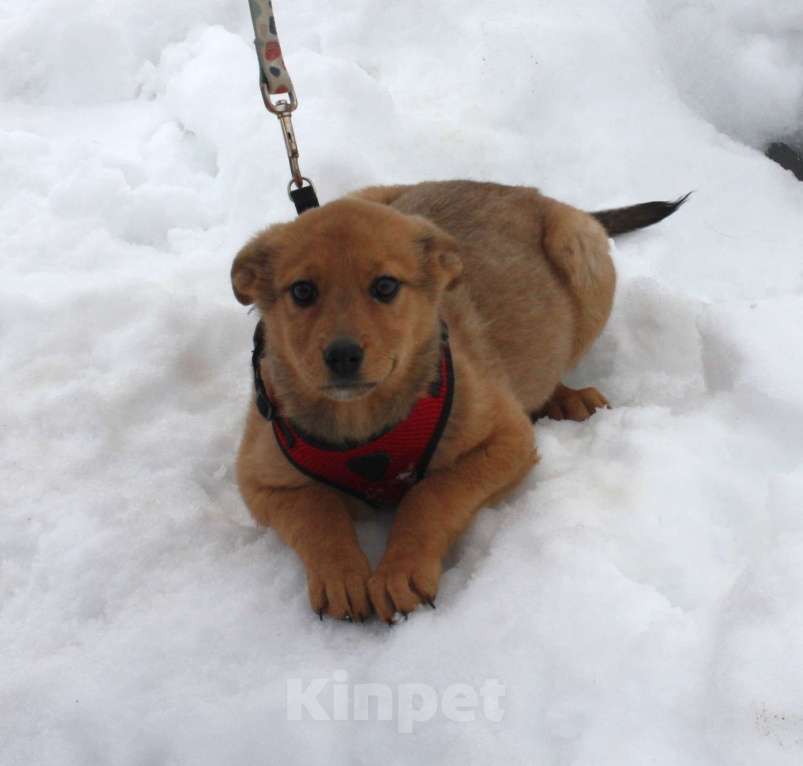 Собаки в Москве: Щенулька  Лисёна ищет свою любимую семью Девочка, Бесплатно - фото 1