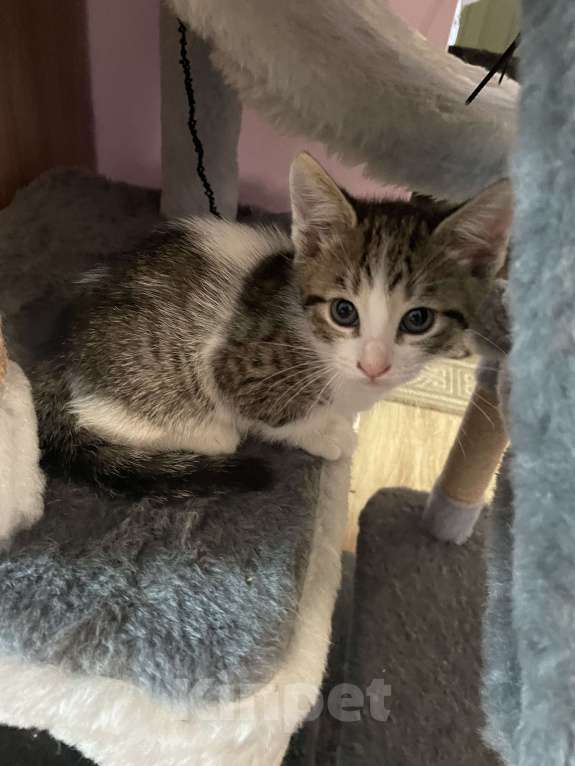 Кошки в других городах Калужской области: Шустрик Мальчик, Бесплатно - фото 2