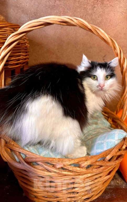 Кошки в Воскресенске: Ариша ищет дом! Девочка, Бесплатно - фото 5