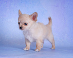 Собаки в Москве: Чихуахуа длинношерстный мальчик Мальчик, 20 000 руб. - фото 2