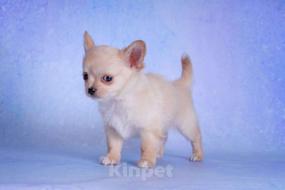 Собаки в Москве: Чихуахуа длинношерстный мальчик Мальчик, 20 000 руб. - фото 2